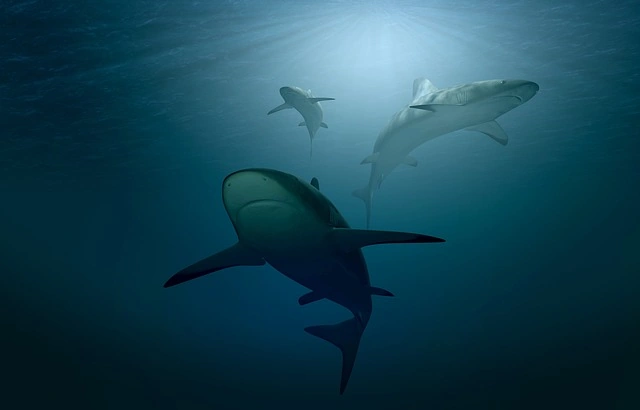 Tauchen mit Haien – Beste Tauchspots entdecken Haie schwimmen durch klares Meereswasser – Tauchabenteuer weltweit